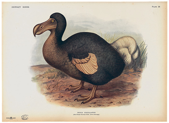 Un dodo, espèce disparue au XVIIe siècle, représenté par F.W. Frohawk (1861-1946) © Muséum national d’histoire naturelle, dist. RMN-Grand Palais / image du MNHN, bibliothèque centrale