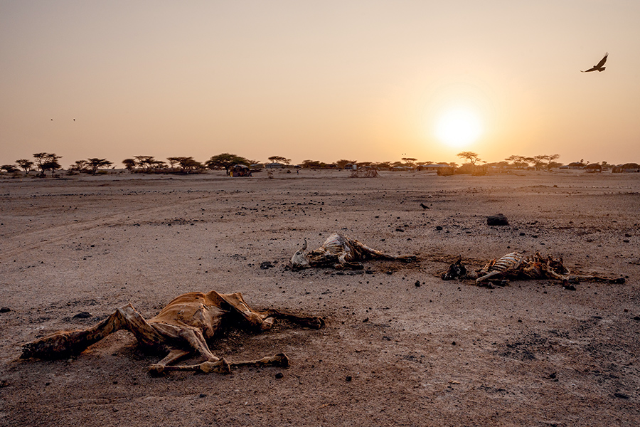 Carcasses d’animaux abandonnés loin des habitations alors que sévit la sécheresse, North Horr, nord du Kenya, 7 février 2023 © Adrienne Surprenant / MYOP
