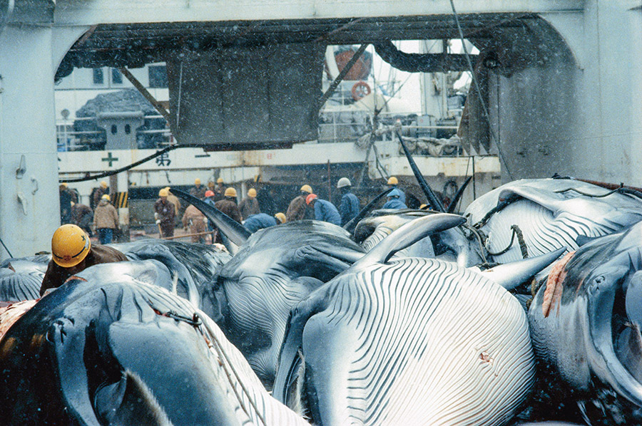 Rorquals sur le pont d’un navire baleinier japonais, 2023 © Paul Ensor/Hedgehog House/Minden Pictures/Biosphoto