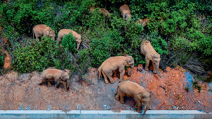 Éléphants d’Asie photographiés en périphérie de Yuxi (province de Yunnan), le 28 mai 2021  © CHINE NOUVELLE / SIPA